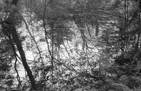 The Nature of Nature: The Photographs of Thaddeus Holownia, 1976-2016 The Nature of Nature: The Photographs of Thaddeus Holownia, 1976-2016