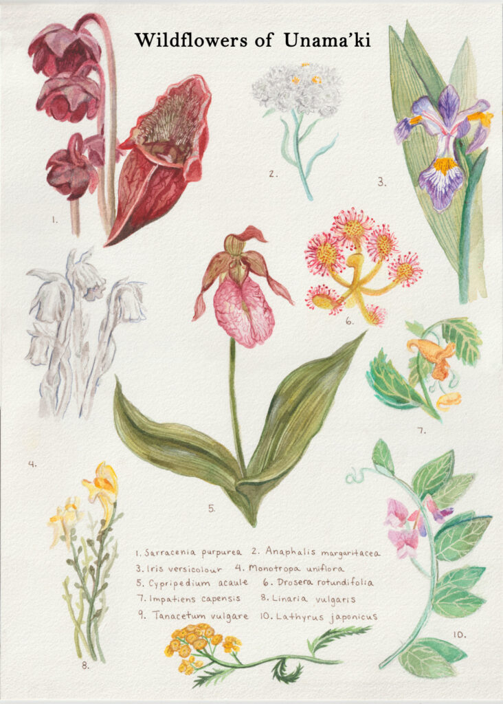 Donica Larade, Wildflowers of Unama'ki (2023). Watercolour and coloured pencil on paper. Photo by Donica Larade.
